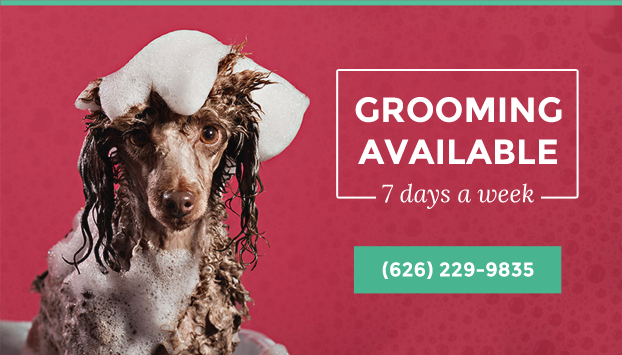 pasadena-dog-grooming